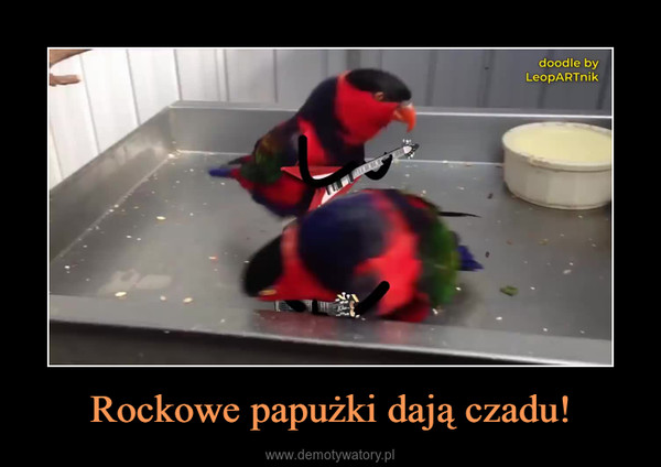 Rockowe papużki dają czadu! –  