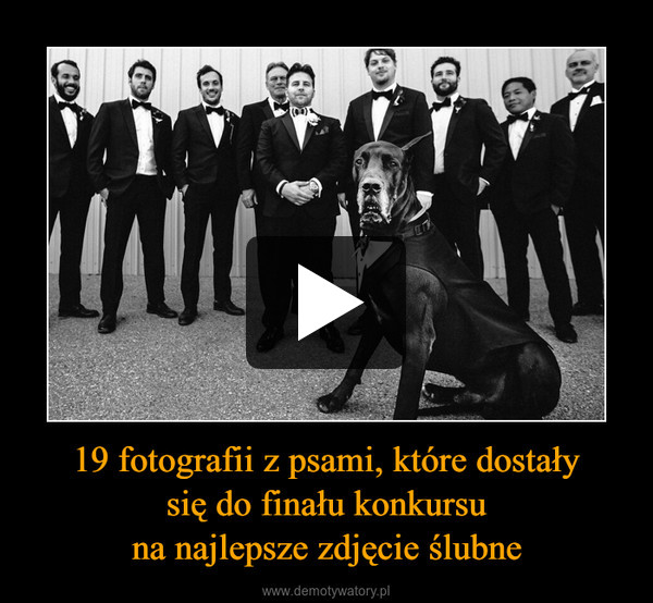 19 fotografii z psami, które dostałysię do finału konkursuna najlepsze zdjęcie ślubne –  