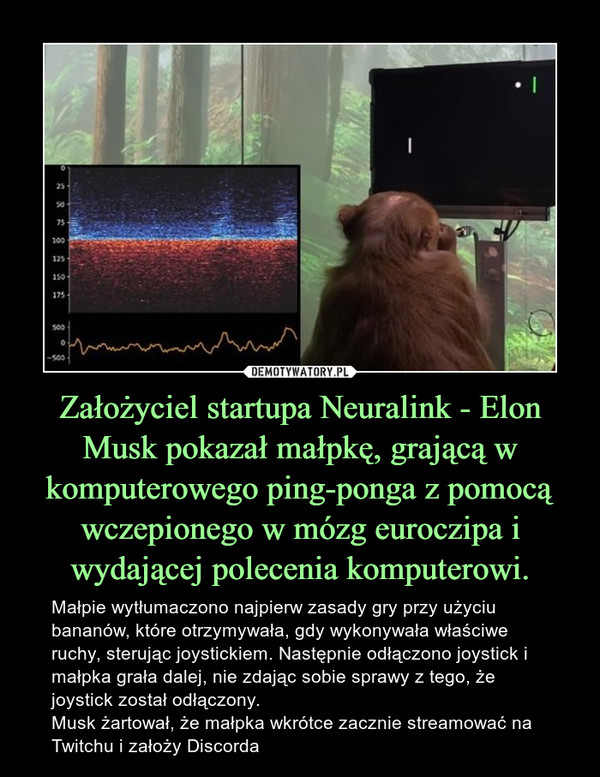 Założyciel startupa Neuralink - Elon Musk pokazał małpkę, grającą w komputerowego ping-ponga z pomocą wczepionego w mózg euroczipa i wydającej polecenia komputerowi.