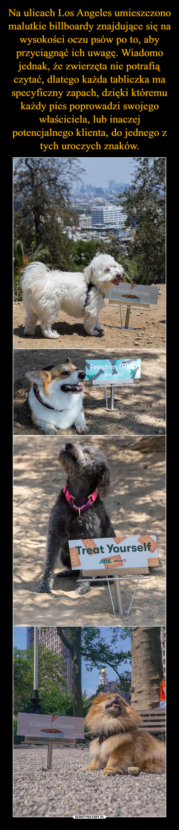Na ulicach Los Angeles umieszczono malutkie billboardy znajdujące się na wysokości oczu psów po to, aby przyciągnąć ich uwagę. Wiadomo jednak, że zwierzęta nie potrafią czytać, dlatego każda tabliczka ma specyficzny zapach, dzięki któremu każdy pies poprowadzi swojego właściciela, lub inaczej potencjalnego klienta, do jednego z tych uroczych znaków.