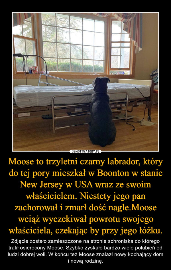 Moose to trzyletni czarny labrador, który do tej pory mieszkał w Boonton w stanie New Jersey w USA wraz ze swoim właścicielem. Niestety jego pan zachorował i zmarł dość nagle.Moose wciąż wyczekiwał powrotu swojego właściciela, czekając by przy jego łóżku.