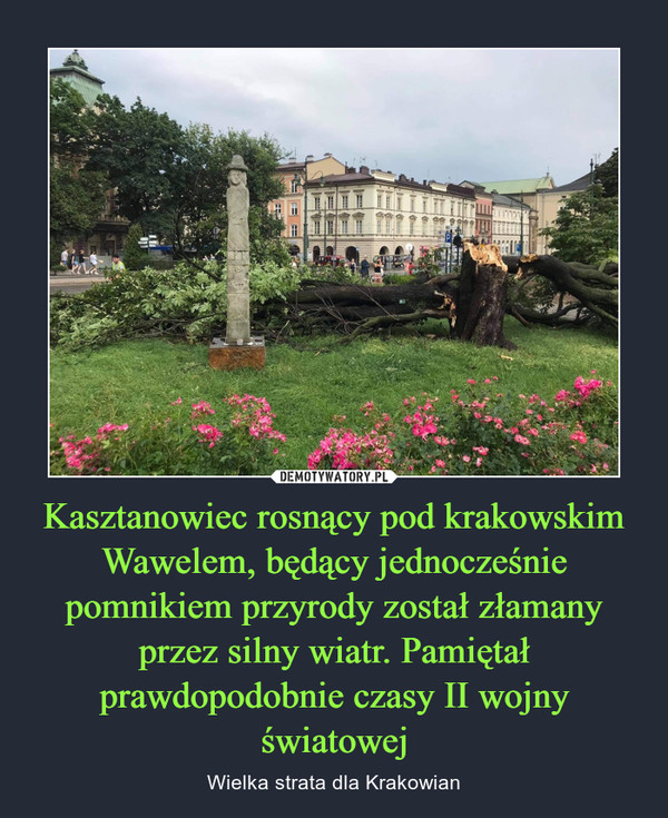 Kasztanowiec rosnący pod krakowskim Wawelem, będący jednocześnie pomnikiem przyrody został złamany przez silny wiatr. Pamiętał prawdopodobnie czasy II wojny światowej