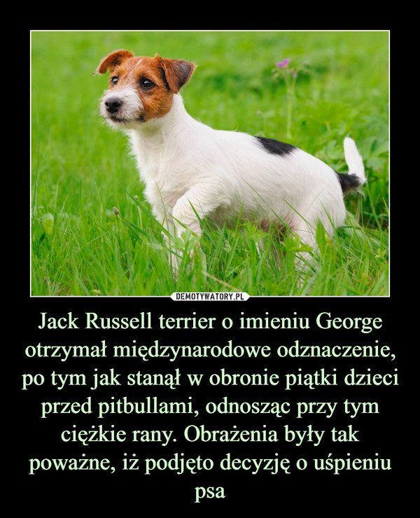 Jack Russell terrier o imieniu George otrzymał międzynarodowe odznaczenie, po tym jak stanął w obronie piątki dzieci przed pitbullami, odnosząc przy tym ciężkie rany. Obrażenia były tak poważne, iż podjęto decyzję o uśpieniu psa