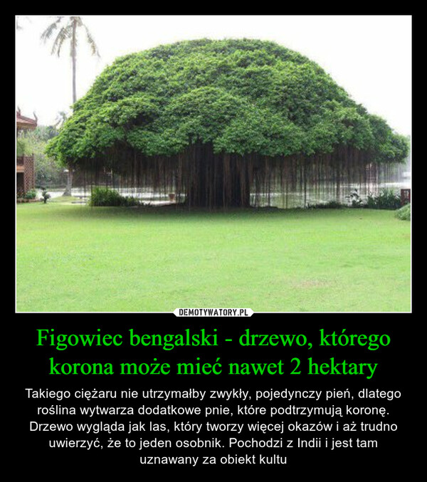 Figowiec bengalski - drzewo, którego korona może mieć nawet 2 hektary