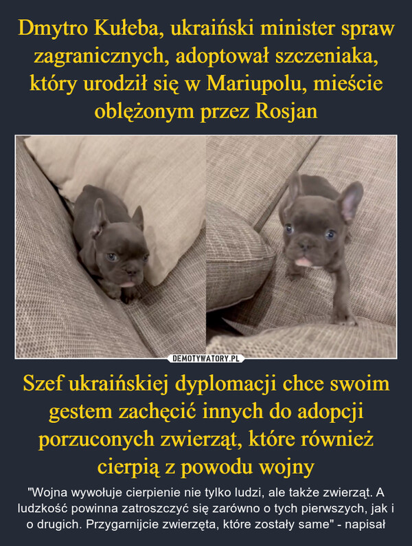 Dmytro Kułeba, ukraiński minister spraw zagranicznych, adoptował szczeniaka, który urodził się w Mariupolu, mieście oblężonym przez Rosjan Szef ukraińskiej dyplomacji chce swoim gestem zachęcić innych do adopcji porzuconych zwierząt, które również cierpią z powodu wojny