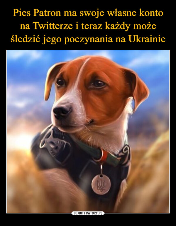 Pies Patron ma swoje własne konto na Twitterze i teraz każdy może śledzić jego poczynania na Ukrainie