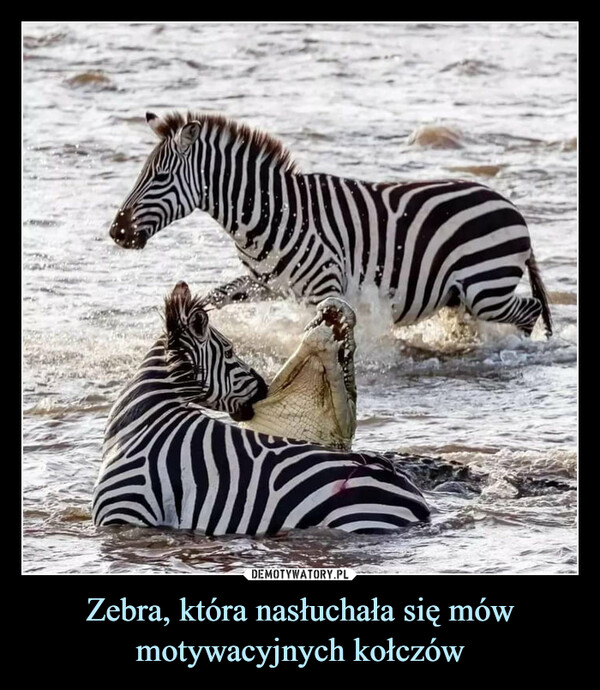 Zebra, która nasłuchała się mów motywacyjnych kołczów –  