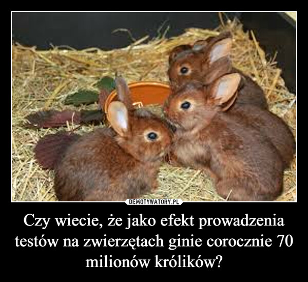 Czy wiecie, że jako efekt prowadzenia testów na zwierzętach ginie corocznie 70 milionów królików?