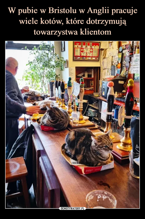 W pubie w Bristolu w Anglii pracuje wiele kotów, które dotrzymują towarzystwa klientom