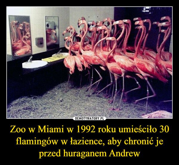 Zoo w Miami w 1992 roku umieściło 30 flamingów w łazience, aby chronić je przed huraganem Andrew –  