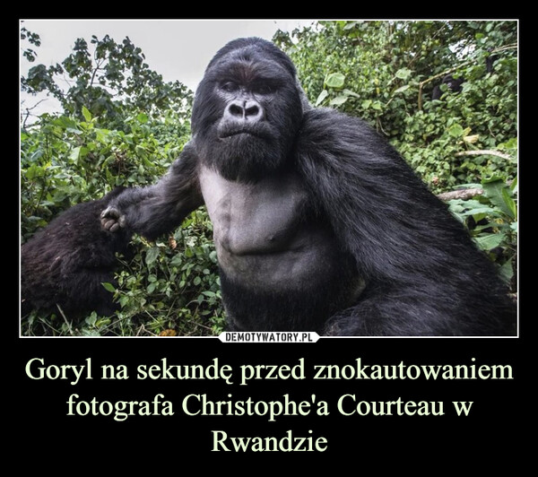 Goryl na sekundę przed znokautowaniem fotografa Christophe'a Courteau w Rwandzie