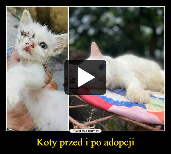 Koty przed i po adopcji –  