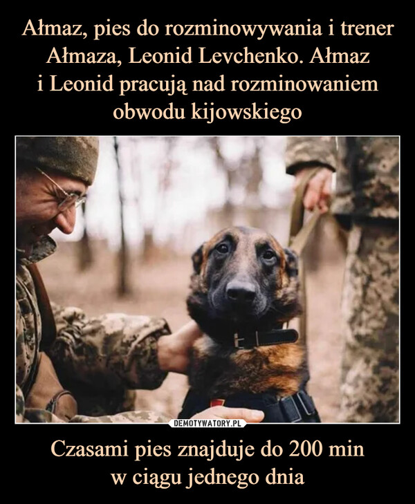 Ałmaz, pies do rozminowywania i trener Ałmaza, Leonid Levchenko. Ałmaz
i Leonid pracują nad rozminowaniem obwodu kijowskiego Czasami pies znajduje do 200 min
w ciągu jednego dnia