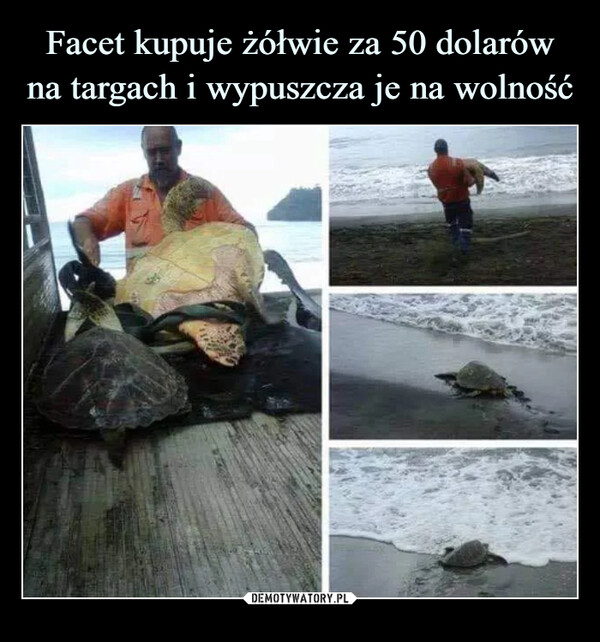Facet kupuje żółwie za 50 dolarów na targach i wypuszcza je na wolność