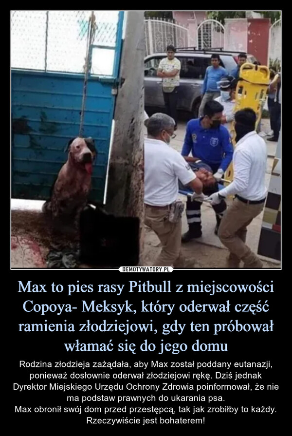 Max to pies rasy Pitbull z miejscowości Copoya- Meksyk, który oderwał część ramienia złodziejowi, gdy ten próbował włamać się do jego domu