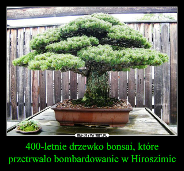 400-letnie drzewko bonsai, które przetrwało bombardowanie w Hiroszimie –  