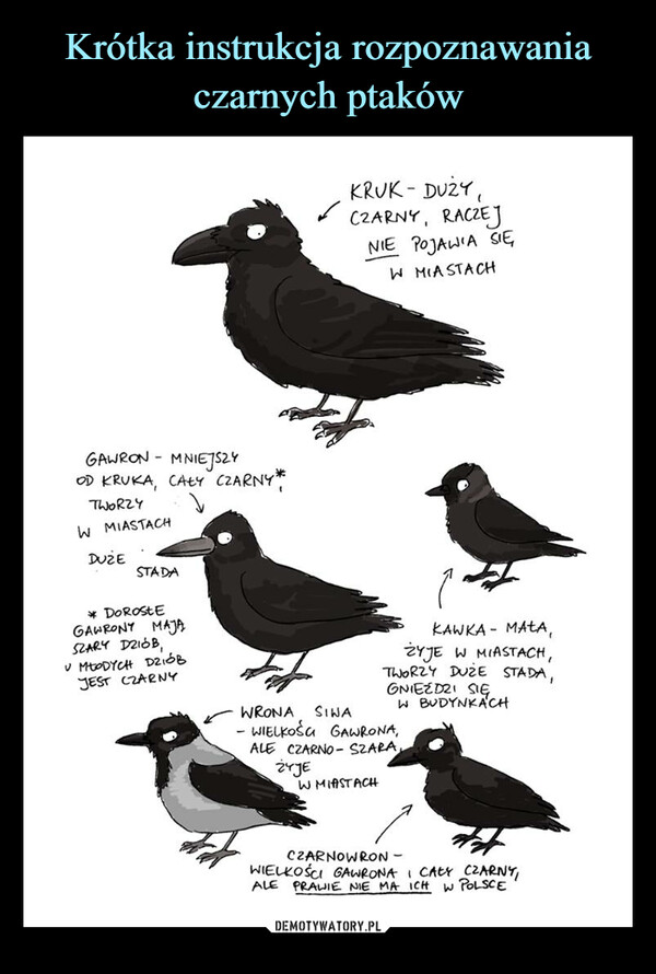 Krótka instrukcja rozpoznawania czarnych ptaków