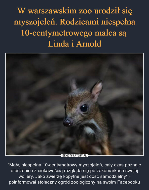 W warszawskim zoo urodził się myszojeleń. Rodzicami niespełna 10-centymetrowego malca są 
Linda i Arnold