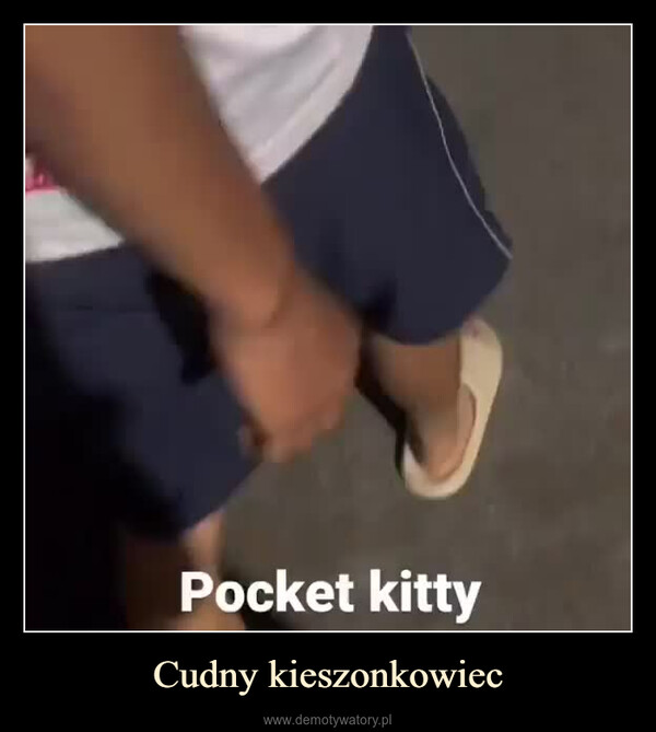 Cudny kieszonkowiec –  Pocket kitty