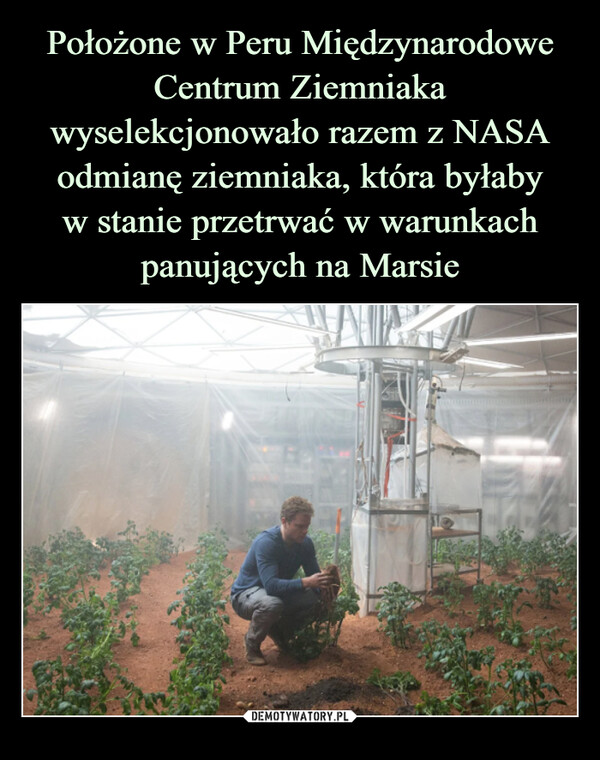 Położone w Peru Międzynarodowe Centrum Ziemniaka wyselekcjonowało razem z NASA odmianę ziemniaka, która byłaby
w stanie przetrwać w warunkach panujących na Marsie