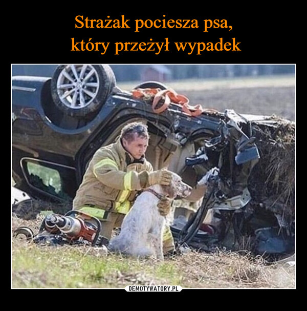 Strażak pociesza psa,
 który przeżył wypadek