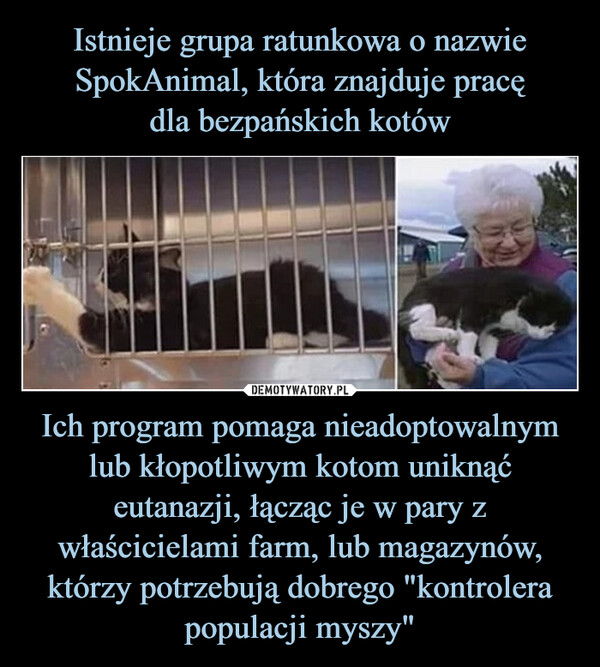 Istnieje grupa ratunkowa o nazwie SpokAnimal, która znajduje pracę
dla bezpańskich kotów Ich program pomaga nieadoptowalnym lub kłopotliwym kotom uniknąć eutanazji, łącząc je w pary z właścicielami farm, lub magazynów, którzy potrzebują dobrego "kontrolera populacji myszy"
