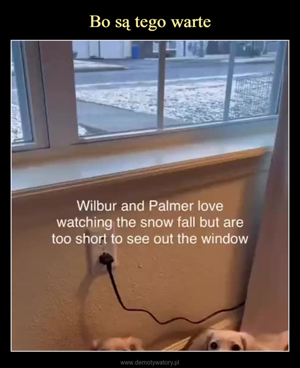  –  Wilbur and Palmer lovewatching the snow fall but aretoo short to see out the window