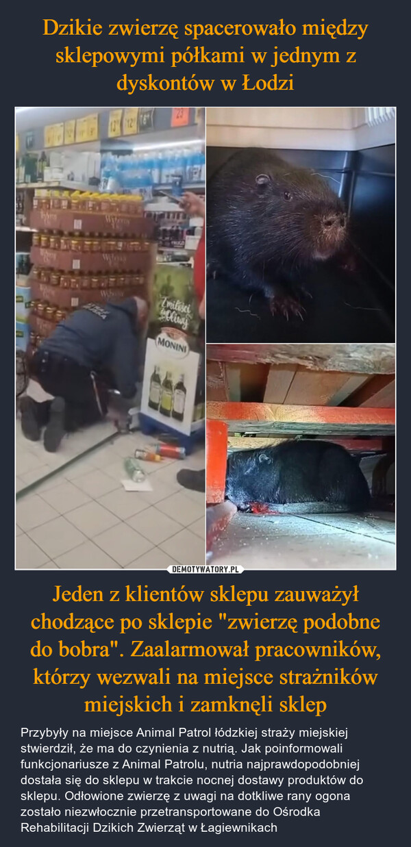 Dzikie zwierzę spacerowało między sklepowymi półkami w jednym z dyskontów w Łodzi Jeden z klientów sklepu zauważył chodzące po sklepie "zwierzę podobne do bobra". Zaalarmował pracowników, którzy wezwali na miejsce strażników miejskich i zamknęli sklep