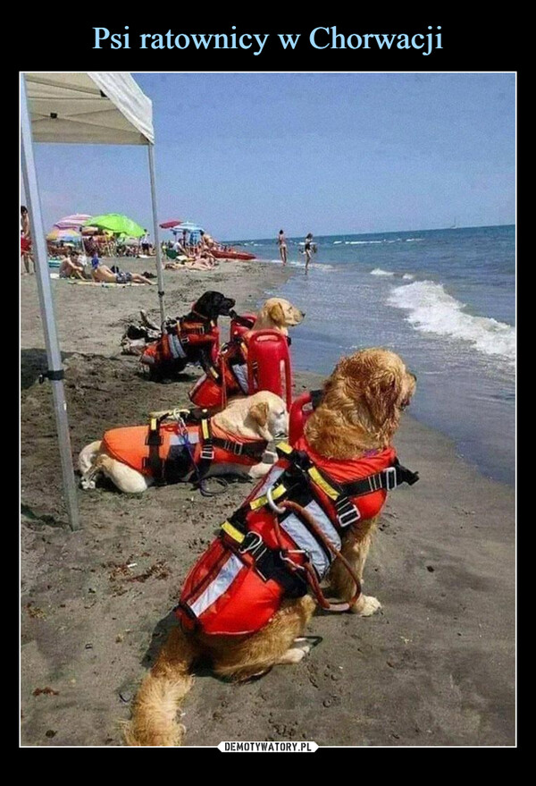Psi ratownicy w Chorwacji