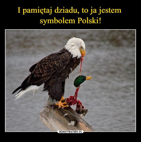 I pamiętaj dziadu, to ja jestem 
symbolem Polski!