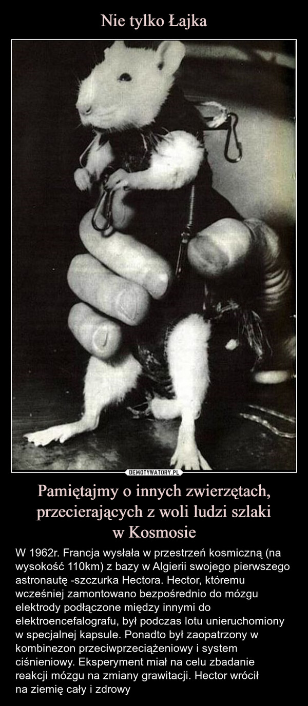 Pamiętajmy o innych zwierzętach, przecierających z woli ludzi szlakiw Kosmosie – W 1962r. Francja wysłała w przestrzeń kosmiczną (na wysokość 110km) z bazy w Algierii swojego pierwszego astronautę -szczurka Hectora. Hector, któremu wcześniej zamontowano bezpośrednio do mózgu elektrody podłączone między innymi do elektroencefalografu, był podczas lotu unieruchomiony w specjalnej kapsule. Ponadto był zaopatrzony w kombinezon przeciwprzeciążeniowy i system ciśnieniowy. Eksperyment miał na celu zbadanie reakcji mózgu na zmiany grawitacji. Hector wróciłna ziemię cały i zdrowy W 1962r. Francja wysłała w przestrzeń kosmiczną (na wysokość 110km) z bazy w Algierii swojego pierwszego astronautę -szczurka Hectora. Hector, któremu wcześniej zamontowano bezpośrednio do mózgu elektrody podłączone między innymi do elektroencefalografu, był podczas lotu unieruchomiony w specjalnej kapsule. Ponadto był zaopatrzony w kombinezon przeciwprzeciążeniowy i system ciśnieniowy. Eksperyment miał na celu zbadanie reakcji mózgu na zmiany grawitacji. Hector wrócił na ziemię cały i zdrowy.