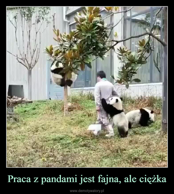 Praca z pandami jest fajna, ale ciężka –  D
