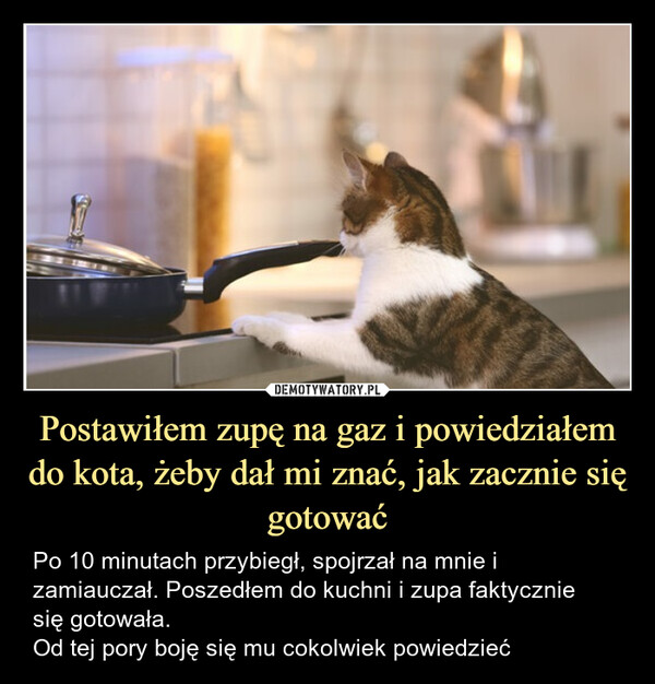Postawiłem zupę na gaz i powiedziałem do kota, żeby dał mi znać, jak zacznie się gotować – Po 10 minutach przybiegł, spojrzał na mnie i zamiauczał. Poszedłem do kuchni i zupa faktyczniesię gotowała.Od tej pory boję się mu cokolwiek powiedzieć 