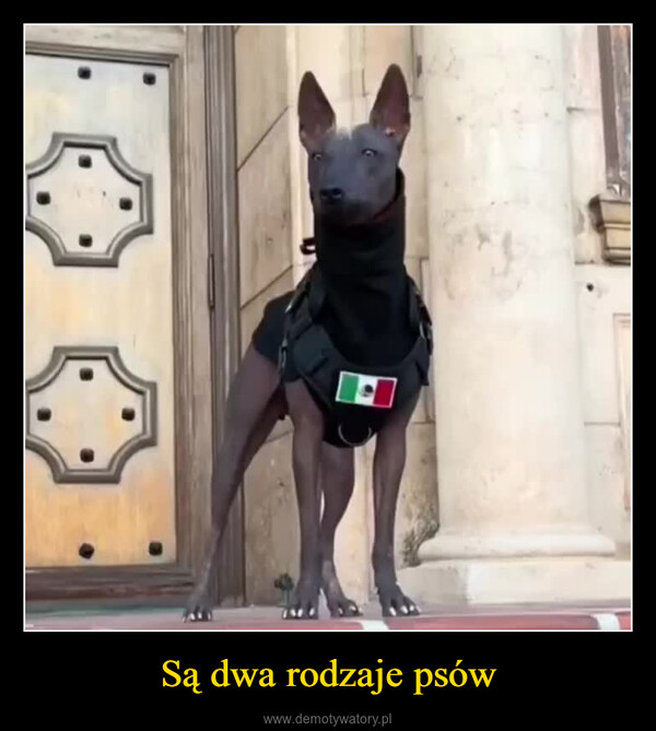 Są dwa rodzaje psów –  0:12