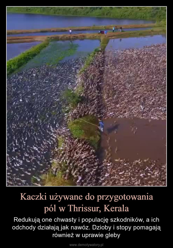 Kaczki używane do przygotowaniapól w Thrissur, Kerala – Redukują one chwasty i populację szkodników, a ich odchody działają jak nawóz. Dzioby i stopy pomagają również w uprawie gleby 